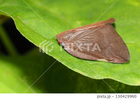 チュウゴクアミガサハゴロモ(外来種) チュウゴクアミガサハゴロモ(外来種) 130429960