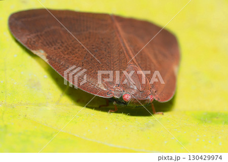 チュウゴクアミガサハゴロモ(外来種) チュウゴクアミガサハゴロモ(外来種) 130429974