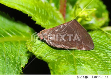 チュウゴクアミガサハゴロモ(外来種) チュウゴクアミガサハゴロモ(外来種) 130430033