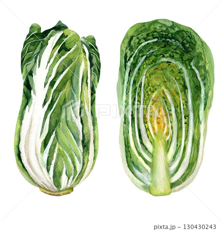 Watercolor illustration of a head of Chinese cabbage, whole and in a cut. Hand drawn isolated on a transparent background. For templates, recipes 130430243
