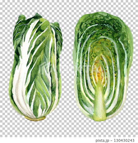Watercolor illustration of a head of Chinese cabbage, whole and in a cut. Hand drawn isolated on a transparent background. For templates, recipes 130430243