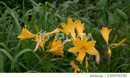 森と登山道の風景ゼンテイカ,ニッコウキスゲ 森と登山道の風景ゼンテイカ,ニッコウキスゲ 130430290