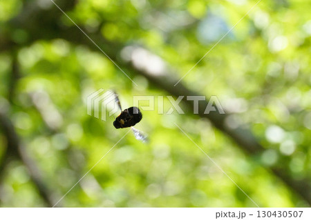 新緑の中で朝日を浴びて飛ぶキムネクマバチ 130430507
