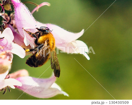 蜜を吸うトラマルハナバチ 130430509