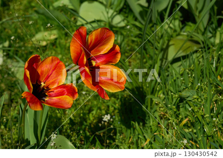 Two red tulips with open heads on green spring sunny lawn Two red tulips with open heads on green spring sunny lawn 130430542