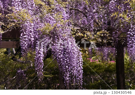 湯河原町　万葉公園　藤棚 130430546