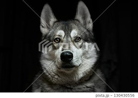 Security,safety.Dog's head west siberian laika on black 130430556