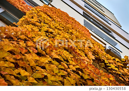 Autumn ivy creeping up the facade of a residential building. Autumn ivy creeping up the facade of a residential building. 130430558