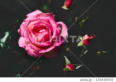 Pink in shadow.Nice rose in dark green shadow,place for text Pink in shadow.Nice rose in dark green shadow,place for text 130430559