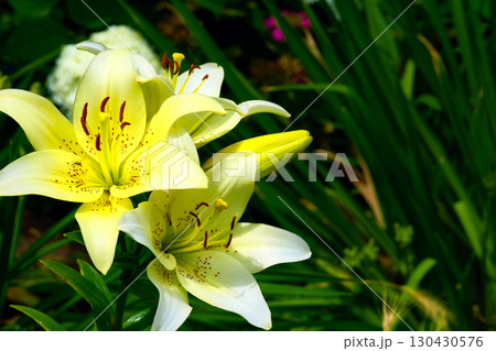 Landscaping.Pale yellow lily pad Lilium candidum,fresh greenery in summer garden 130430576