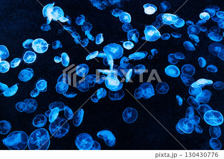 水族館の水槽を優雅に泳ぎ回るクラゲや魚たち 水族館の水槽を優雅に泳ぎ回るクラゲや魚たち 130430776