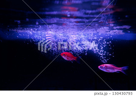 水族館の水槽を優雅に泳ぎ回るクラゲや魚たち 水族館の水槽を優雅に泳ぎ回るクラゲや魚たち 130430793