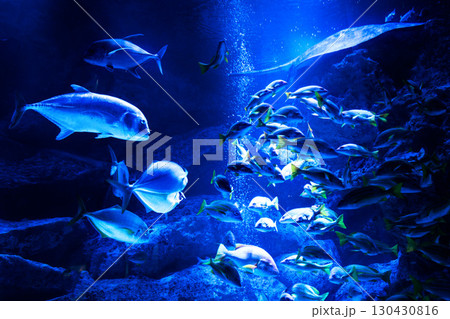 水族館の水槽を優雅に泳ぎ回るクラゲや魚たち 130430816