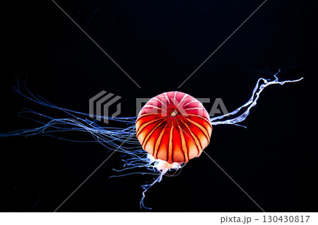 水族館の水槽を優雅に泳ぎ回るクラゲや魚たち 130430817