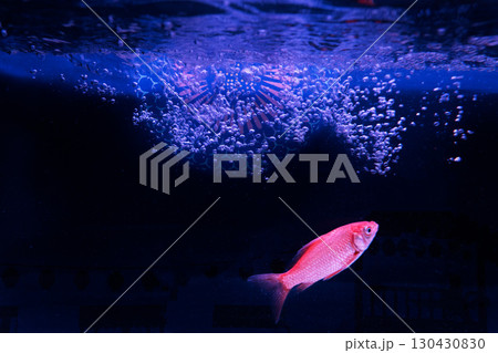 水族館の水槽を優雅に泳ぎ回るクラゲや魚たち 130430830