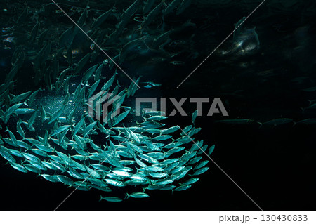 水族館の水槽を優雅に泳ぎ回るクラゲや魚たち 水族館の水槽を優雅に泳ぎ回るクラゲや魚たち 130430833