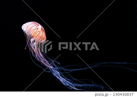 水族館の水槽を優雅に泳ぎ回るクラゲや魚たち 130430837