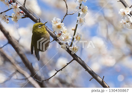 梅の花を見つめるメジロ 130430867