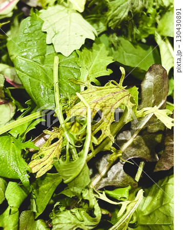 茨城県産のオーガニックベビーリーフ4 130430891