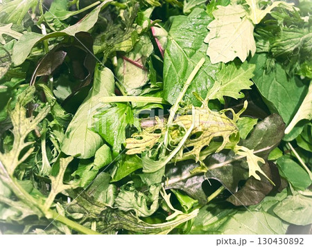 茨城県産のオーガニックベビーリーフ5 130430892