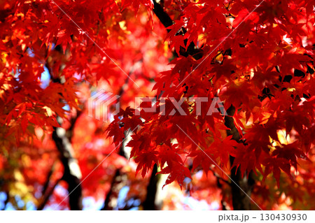 秋の背景素材 真っ赤に紅葉したもみじ 秋の背景素材 真っ赤に紅葉したもみじ 130430930