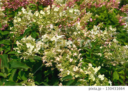 Decorative shrub Hydrangea Paniculata for decorating parks and streets 130431664