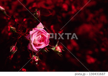 Lovely pink rose in dark red shadow place for text 130431687