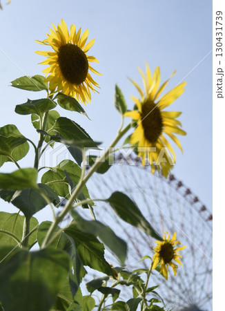 観覧車とひまわり 130431739