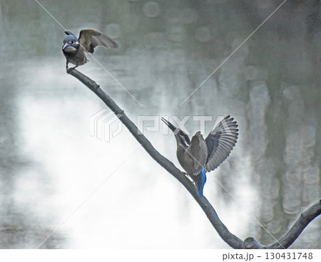 アピール合戦 アピール合戦 130431748