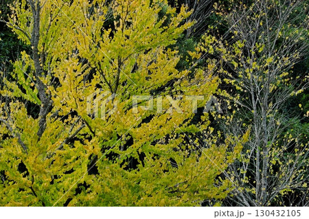 初秋の公園を彩る木々(荒神谷史跡公園:出雲市) 初秋の公園を彩る木々(荒神谷史跡公園:出雲市) 130432105