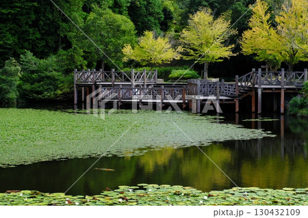 色付く木々と公園池を泳ぐ鯉（荒神谷史跡公園：出雲市） 130432109