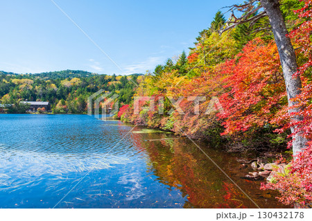 秋の白駒池 130432178