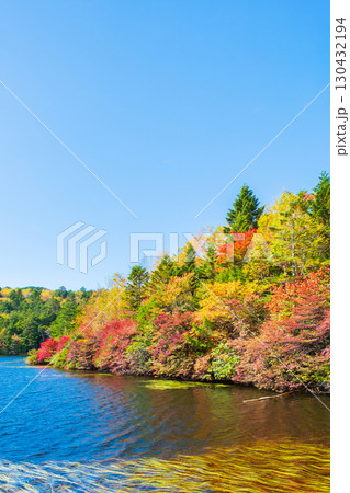 秋の白駒池 130432194