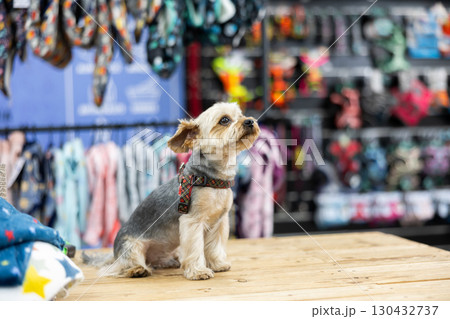 In fitting area, Yorkshire terrier is sitting on table for animals in pet store 130432737