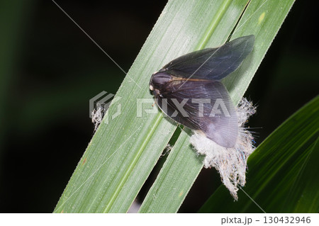 チュウゴクアミガサハゴロモ（外来種）と羽化殻 130432946