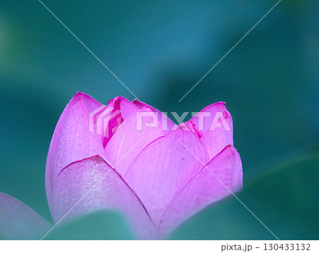 蓮の花びら 130433132