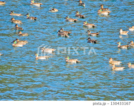 大群で飛来した冬鳥顔に巴模様があるトモエガモ 130433167