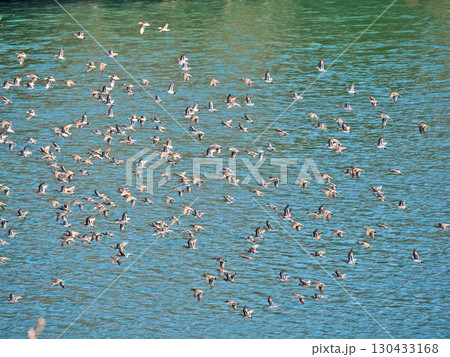 大群で飛来した顔に巴模様がある冬鳥トモエガモ 130433168