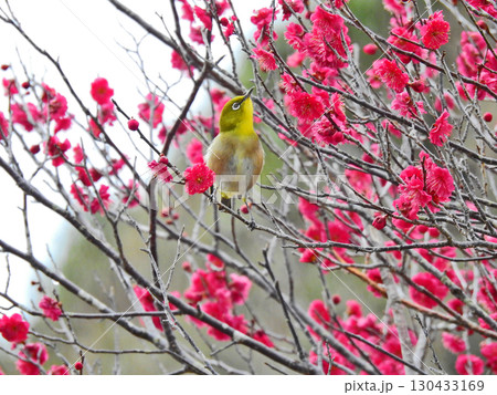早春に美しく咲いた紅梅にとまる野鳥メジロ 130433169