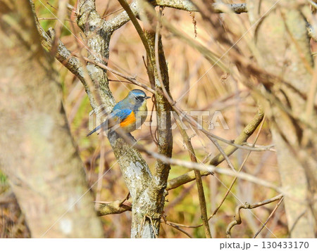 幸せの青い鳥スズメ科の冬鳥ルリビタキの雄 130433170