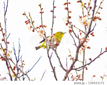 早春に美しく咲いた白梅にとまる野鳥メジロ 130433172