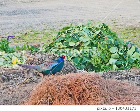 長い尾でカラフルな羽毛が美しい国鳥キジの雄 長い尾でカラフルな羽毛が美しい国鳥キジの雄 130433173
