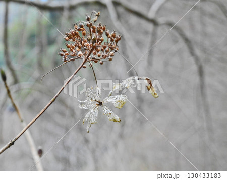 枯れてもレース状で美しい草花 枯れてもレース状で美しい草花 130433183