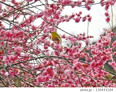 早春に美しく咲いたピンクの梅にとまる野鳥メジロ 130433184