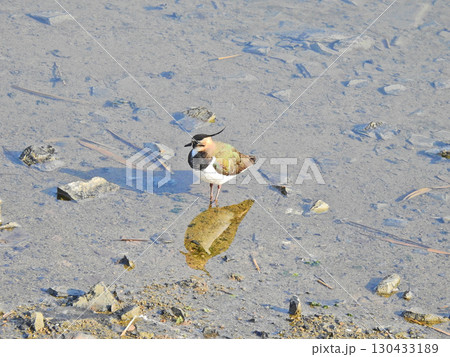 ピンとした冠羽が特徴の冬鳥水辺にいたタゲリ 130433189