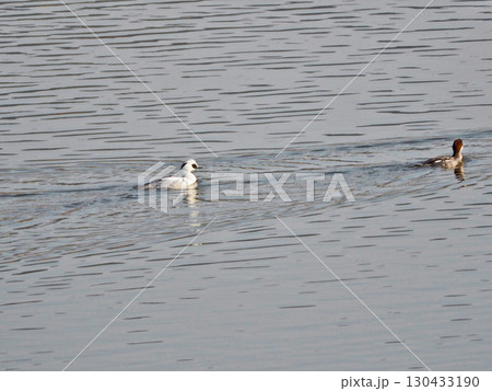 水辺を泳ぐ冬鳥パンダガモと呼ばれるミコアイサの雄と雌 130433190
