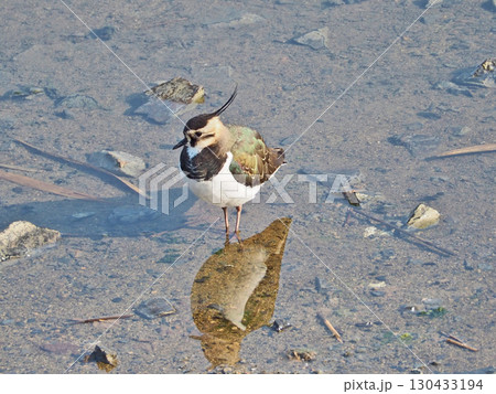 冠羽が特徴の冬鳥水辺にいた野鳥タゲリ 130433194