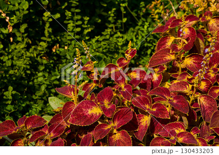 Landscaping. Red ornamental plant Coleus of the Lamiaceae family in sunny beam 130433203