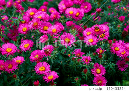 Bush of pink New Belgian aster Symphyotrichum novi belgii 130433224