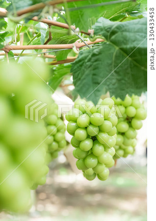 シャインマスカット 新鮮なぶどうの果実が岡山の果樹園で育つ様子農園の収穫風景 130433458